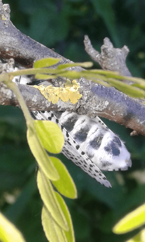 Zeuzera pyrina (Cossidae)? S